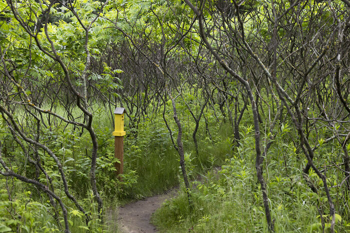 My Chihuahua Set Out On A Troll-Hunting Adventure In Minnesota’s Woods, And Here’s The Result (24 Pics) My Chihuahua Set Out On A Troll-Hunting Adventure In Minnesota’s Woods, And Here’s The Result (24 Pics)