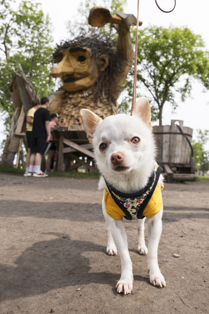 My Chihuahua Set Out On A Troll-Hunting Adventure In Minnesota’s Woods, And Here’s The Result (24 Pics) My Chihuahua Set Out On A Troll-Hunting Adventure In Minnesota’s Woods, And Here’s The Result (24 Pics)