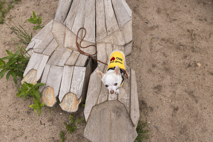 My Chihuahua Set Out On A Troll-Hunting Adventure In Minnesota’s Woods, And Here’s The Result (24 Pics) My Chihuahua Set Out On A Troll-Hunting Adventure In Minnesota’s Woods, And Here’s The Result (24 Pics)