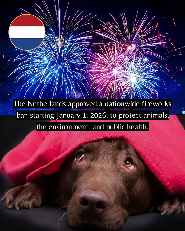 77 Good News From Around The World That Might Make Life A Little Bit Better