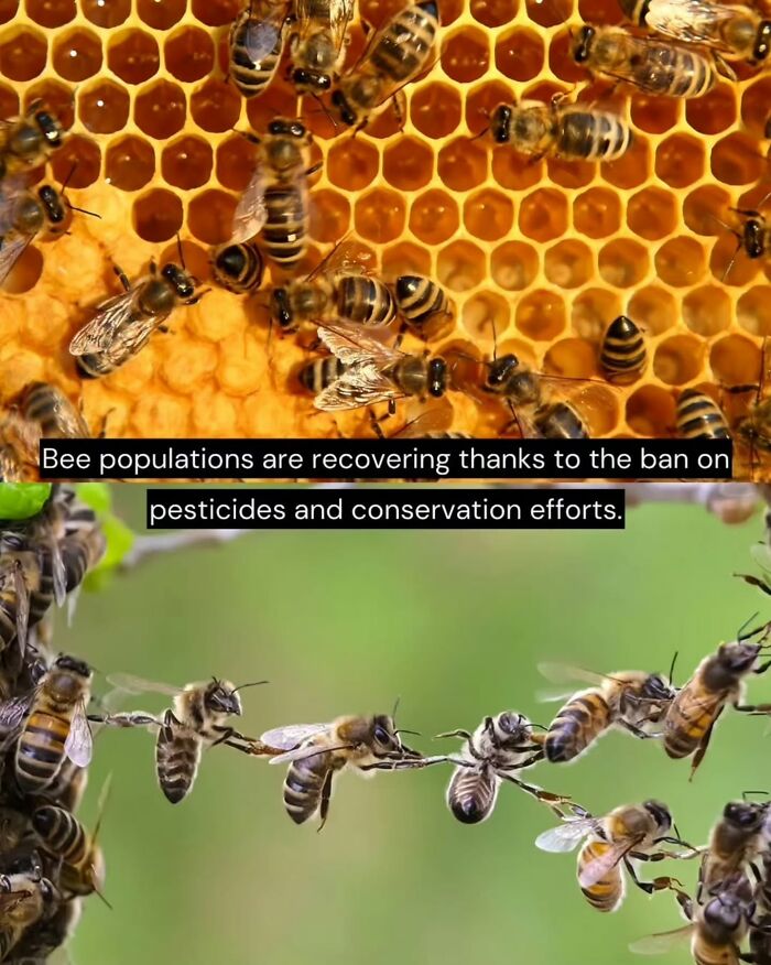 77 Good News From Around The World That Might Make Life A Little Bit Better