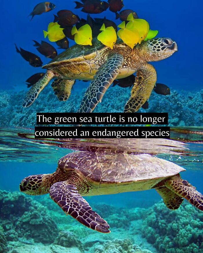 77 Good News From Around The World That Might Make Life A Little Bit Better