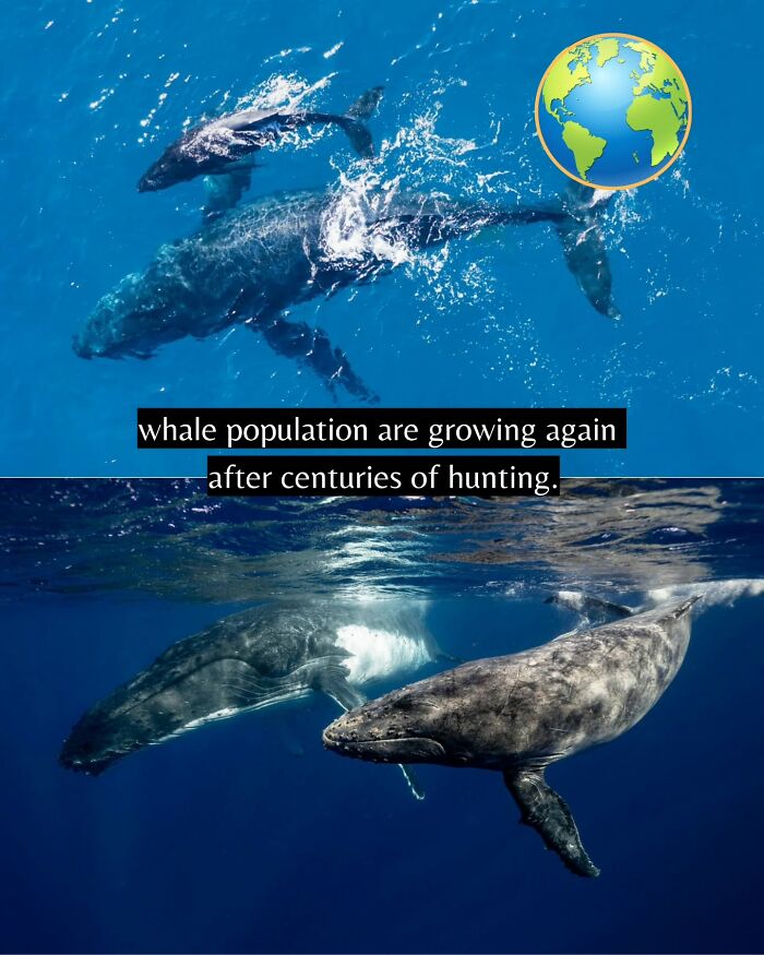 77 Good News From Around The World That Might Make Life A Little Bit Better