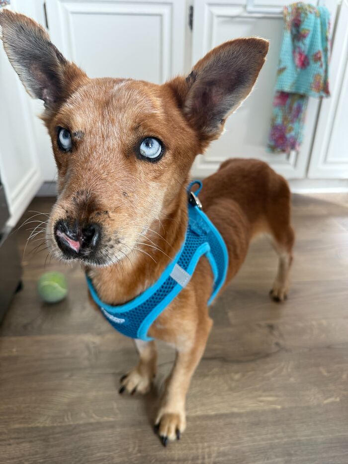 After Surviving Cruelty, This Dog Found Safety, Love, And A Reunion No One Expected After Surviving Cruelty, This Dog Found Safety, Love, And A Reunion No One Expected