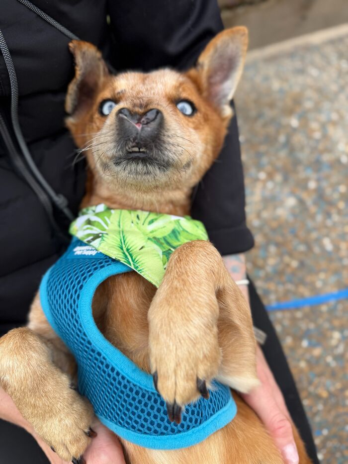 After Surviving Cruelty, This Dog Found Safety, Love, And A Reunion No One Expected After Surviving Cruelty, This Dog Found Safety, Love, And A Reunion No One Expected