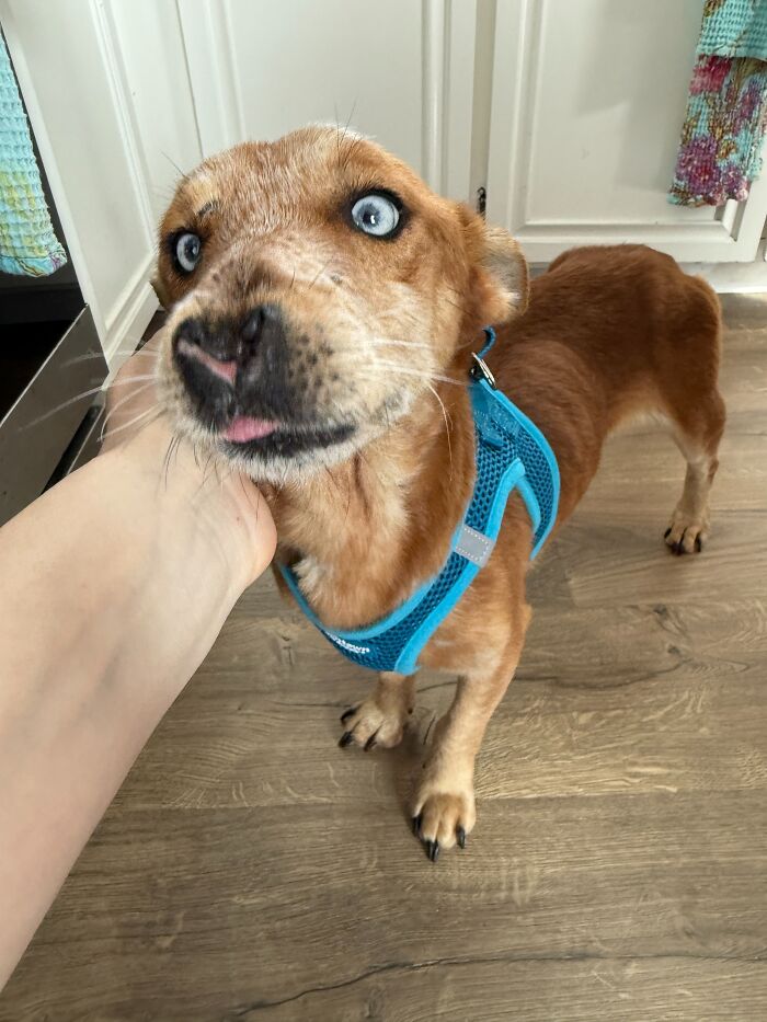 After Surviving Cruelty, This Dog Found Safety, Love, And A Reunion No One Expected After Surviving Cruelty, This Dog Found Safety, Love, And A Reunion No One Expected