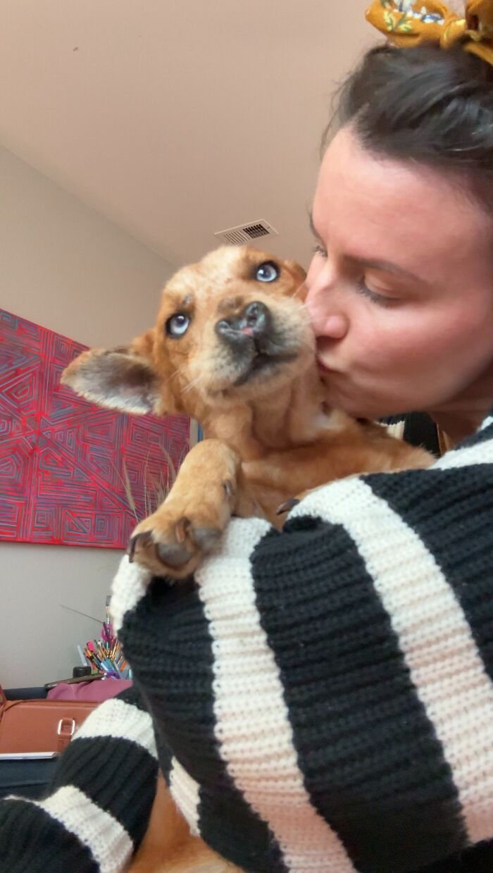 After Surviving Cruelty, This Dog Found Safety, Love, And A Reunion No One Expected After Surviving Cruelty, This Dog Found Safety, Love, And A Reunion No One Expected