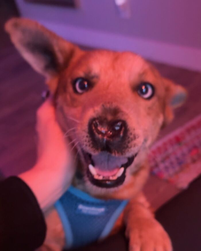 After Surviving Cruelty, This Dog Found Safety, Love, And A Reunion No One Expected After Surviving Cruelty, This Dog Found Safety, Love, And A Reunion No One Expected