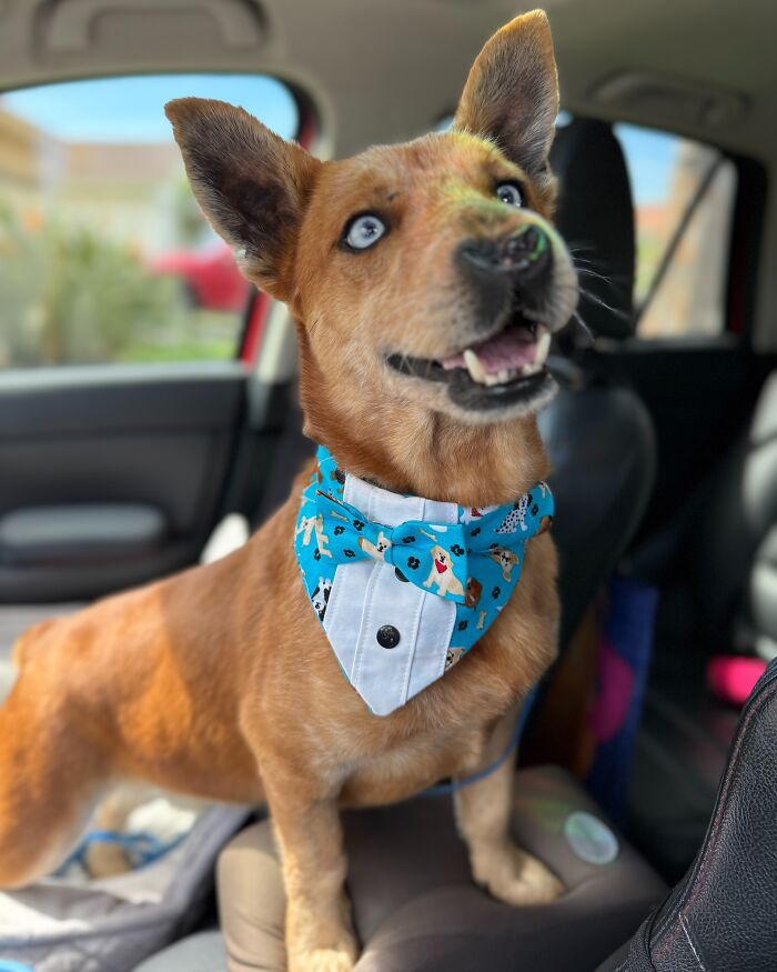 After Surviving Cruelty, This Dog Found Safety, Love, And A Reunion No One Expected After Surviving Cruelty, This Dog Found Safety, Love, And A Reunion No One Expected