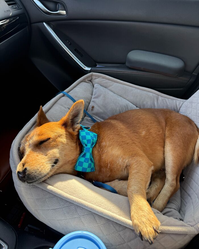 After Surviving Cruelty, This Dog Found Safety, Love, And A Reunion No One Expected After Surviving Cruelty, This Dog Found Safety, Love, And A Reunion No One Expected