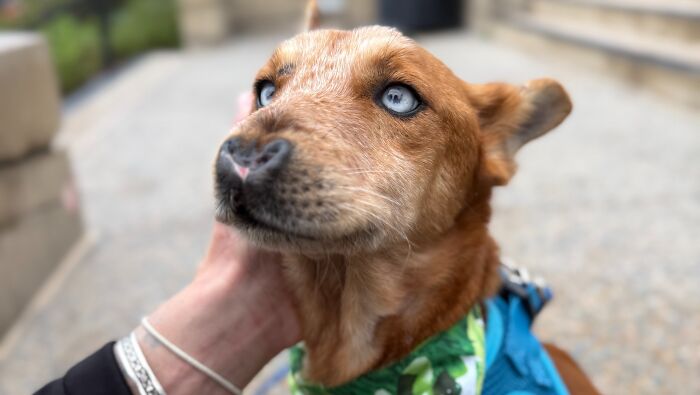 After Surviving Cruelty, This Dog Found Safety, Love, And A Reunion No One Expected After Surviving Cruelty, This Dog Found Safety, Love, And A Reunion No One Expected
