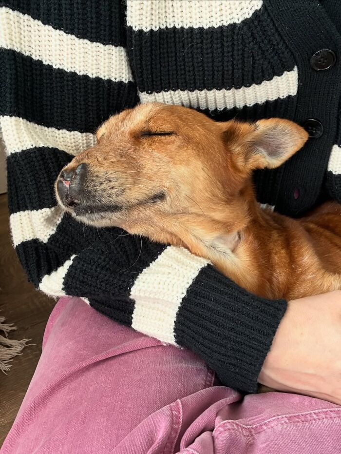 After Surviving Cruelty, This Dog Found Safety, Love, And A Reunion No One Expected After Surviving Cruelty, This Dog Found Safety, Love, And A Reunion No One Expected