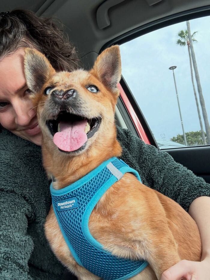 After Surviving Cruelty, This Dog Found Safety, Love, And A Reunion No One Expected After Surviving Cruelty, This Dog Found Safety, Love, And A Reunion No One Expected