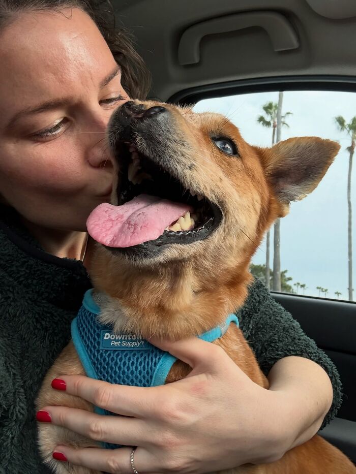 After Surviving Cruelty, This Dog Found Safety, Love, And A Reunion No One Expected After Surviving Cruelty, This Dog Found Safety, Love, And A Reunion No One Expected