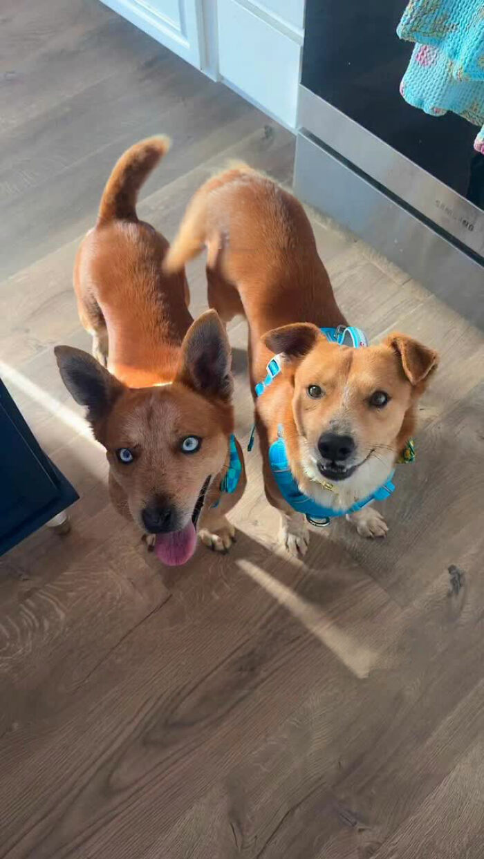 After Surviving Cruelty, This Dog Found Safety, Love, And A Reunion No One Expected After Surviving Cruelty, This Dog Found Safety, Love, And A Reunion No One Expected