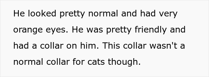 Furious Cat Owner Demands Vengeance After Neighbor Permanently Alters His Prized Pet