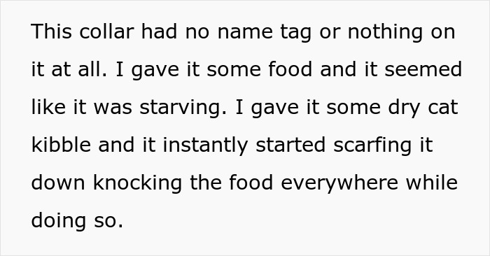 Furious Cat Owner Demands Vengeance After Neighbor Permanently Alters His Prized Pet