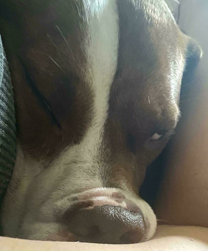 “Toby The 80-Year-Man Trapped In A Chihuahua Body”: 81 Hilarious Dogs Being Their Goofy Selves “Toby The 80-Year-Man Trapped In A Chihuahua Body”: 81 Hilarious Dogs Being Their Goofy Selves