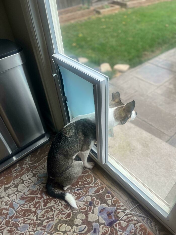 “Toby The 80-Year-Man Trapped In A Chihuahua Body”: 81 Hilarious Dogs Being Their Goofy Selves “Toby The 80-Year-Man Trapped In A Chihuahua Body”: 81 Hilarious Dogs Being Their Goofy Selves