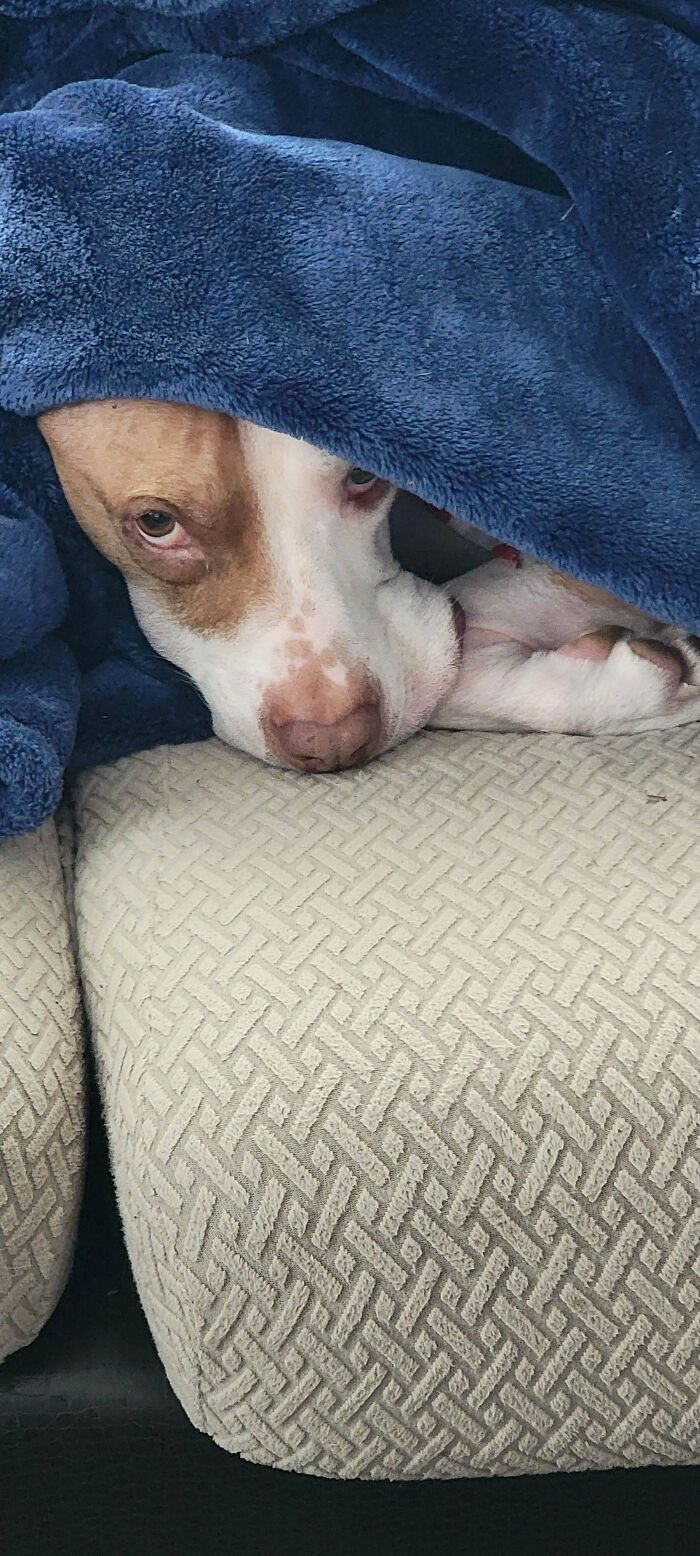 “Toby The 80-Year-Man Trapped In A Chihuahua Body”: 81 Hilarious Dogs Being Their Goofy Selves “Toby The 80-Year-Man Trapped In A Chihuahua Body”: 81 Hilarious Dogs Being Their Goofy Selves