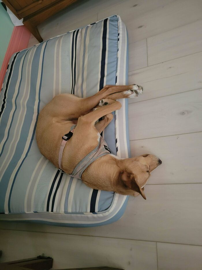 “Toby The 80-Year-Man Trapped In A Chihuahua Body”: 81 Hilarious Dogs Being Their Goofy Selves “Toby The 80-Year-Man Trapped In A Chihuahua Body”: 81 Hilarious Dogs Being Their Goofy Selves