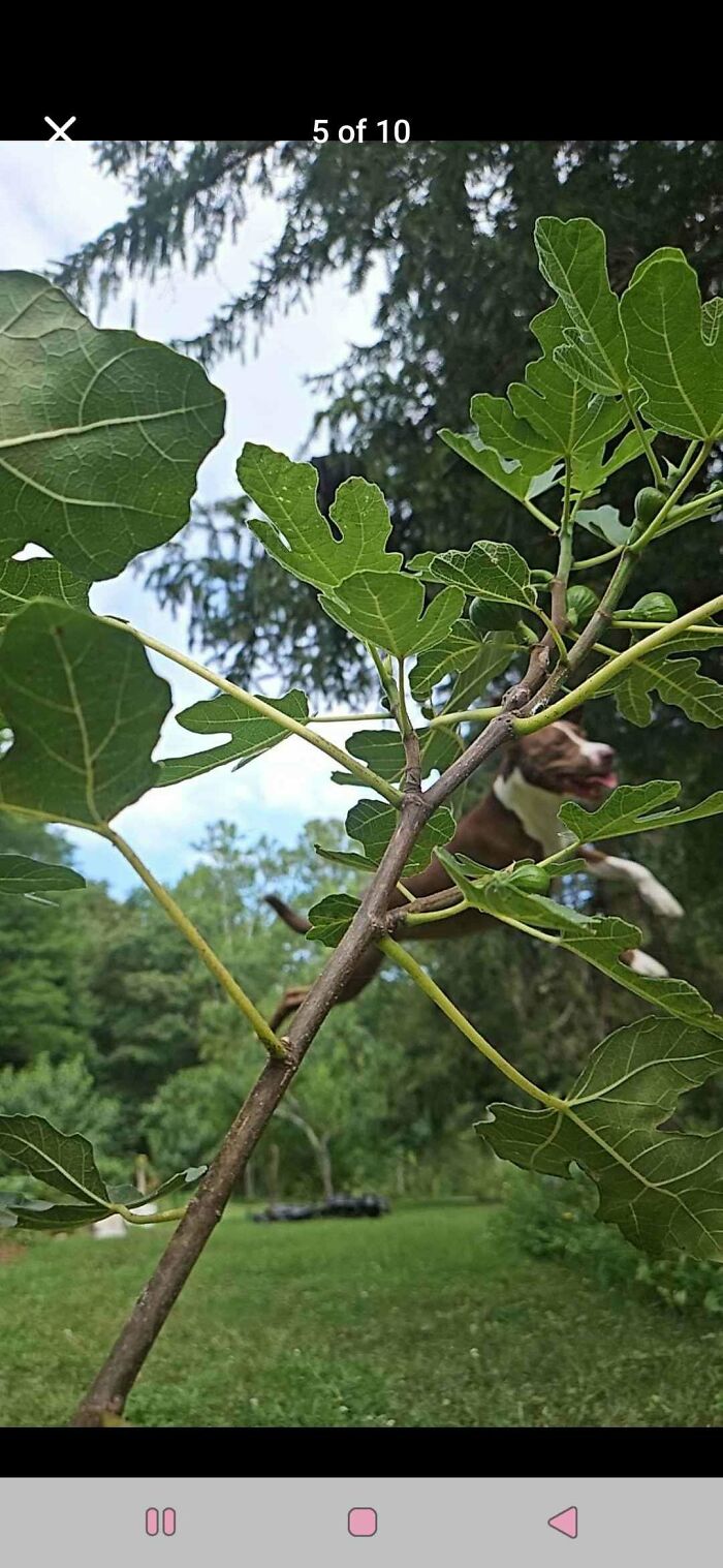 “Toby The 80-Year-Man Trapped In A Chihuahua Body”: 81 Hilarious Dogs Being Their Goofy Selves “Toby The 80-Year-Man Trapped In A Chihuahua Body”: 81 Hilarious Dogs Being Their Goofy Selves