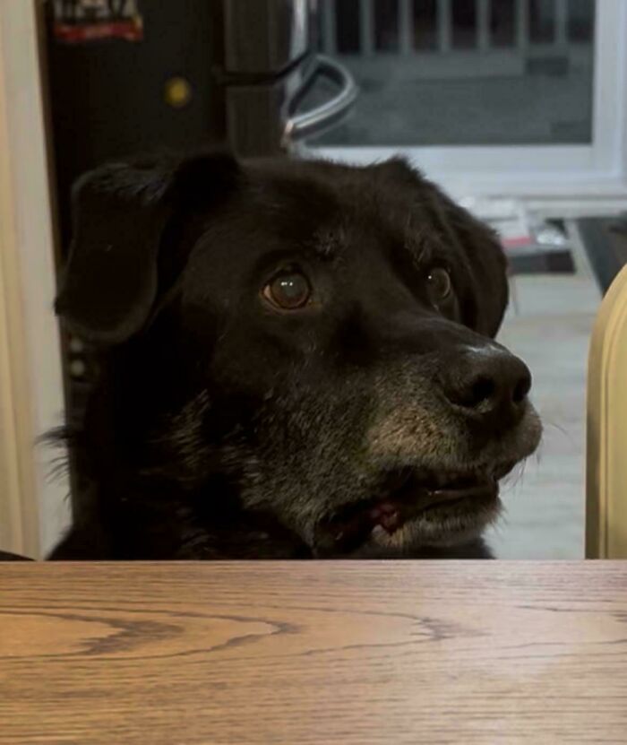 “Toby The 80-Year-Man Trapped In A Chihuahua Body”: 81 Hilarious Dogs Being Their Goofy Selves “Toby The 80-Year-Man Trapped In A Chihuahua Body”: 81 Hilarious Dogs Being Their Goofy Selves