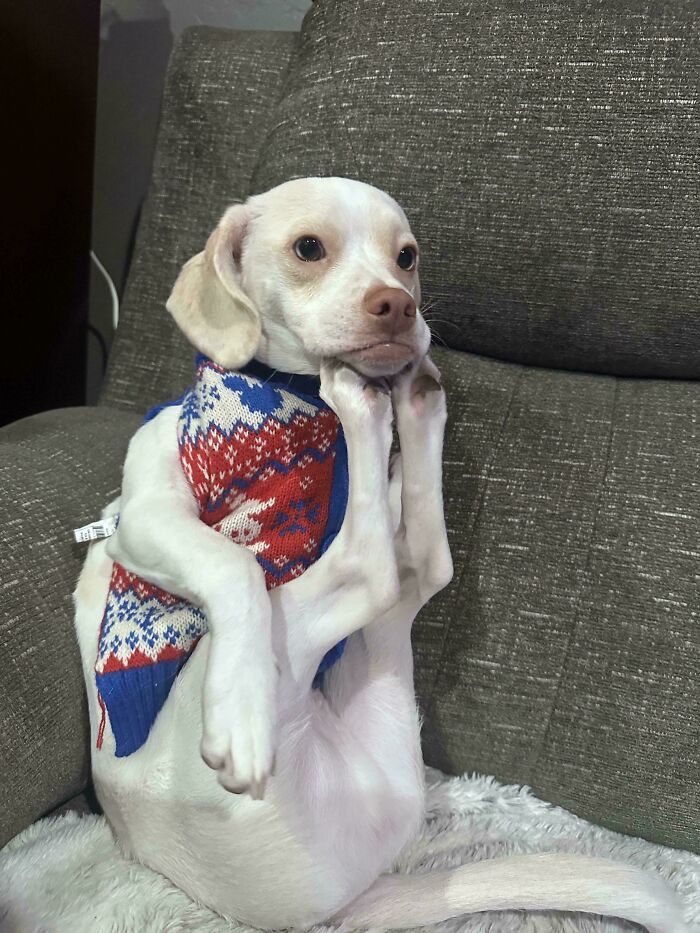 “Toby The 80-Year-Man Trapped In A Chihuahua Body”: 81 Hilarious Dogs Being Their Goofy Selves “Toby The 80-Year-Man Trapped In A Chihuahua Body”: 81 Hilarious Dogs Being Their Goofy Selves