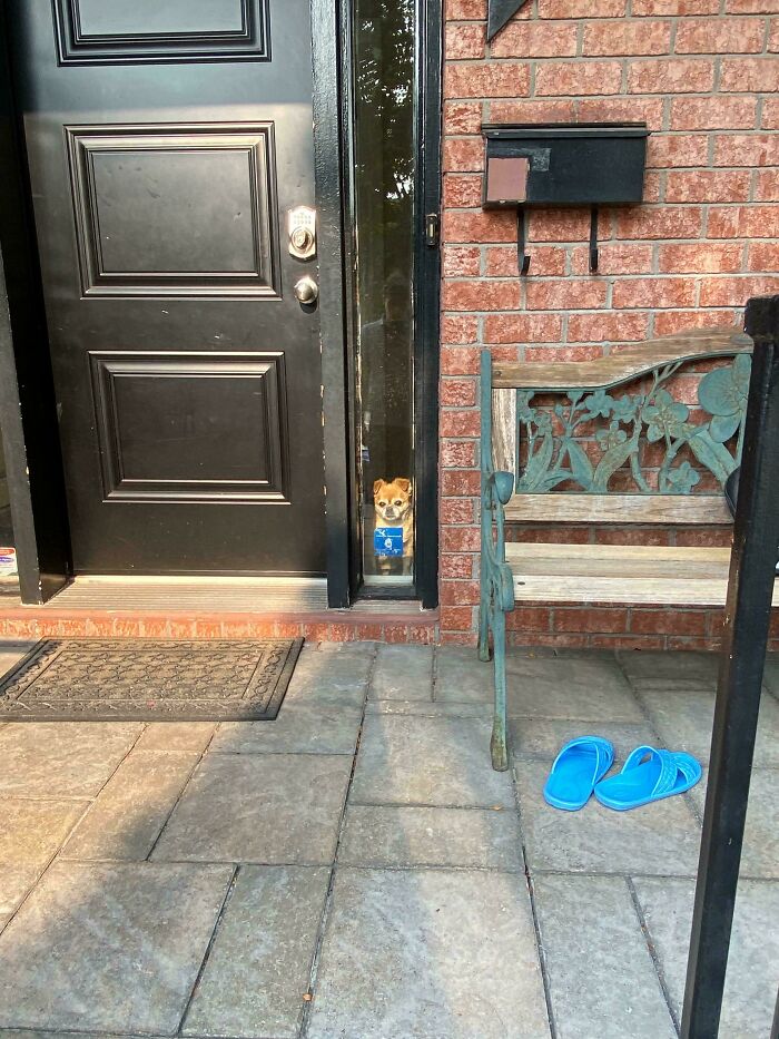 “Toby The 80-Year-Man Trapped In A Chihuahua Body”: 81 Hilarious Dogs Being Their Goofy Selves “Toby The 80-Year-Man Trapped In A Chihuahua Body”: 81 Hilarious Dogs Being Their Goofy Selves