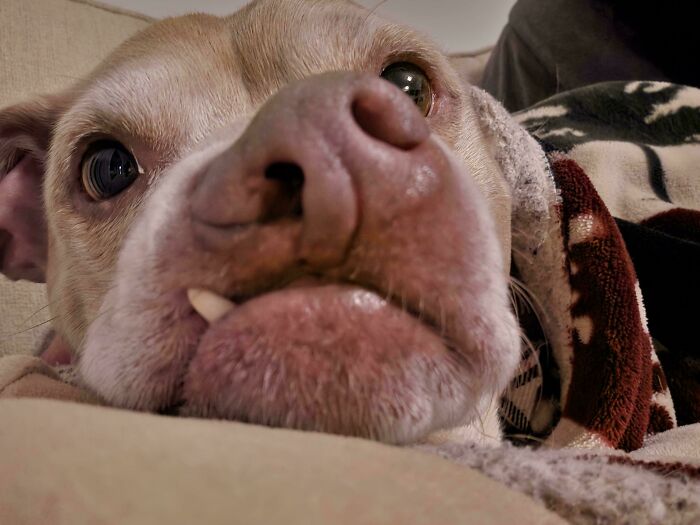 “Toby The 80-Year-Man Trapped In A Chihuahua Body”: 81 Hilarious Dogs Being Their Goofy Selves “Toby The 80-Year-Man Trapped In A Chihuahua Body”: 81 Hilarious Dogs Being Their Goofy Selves