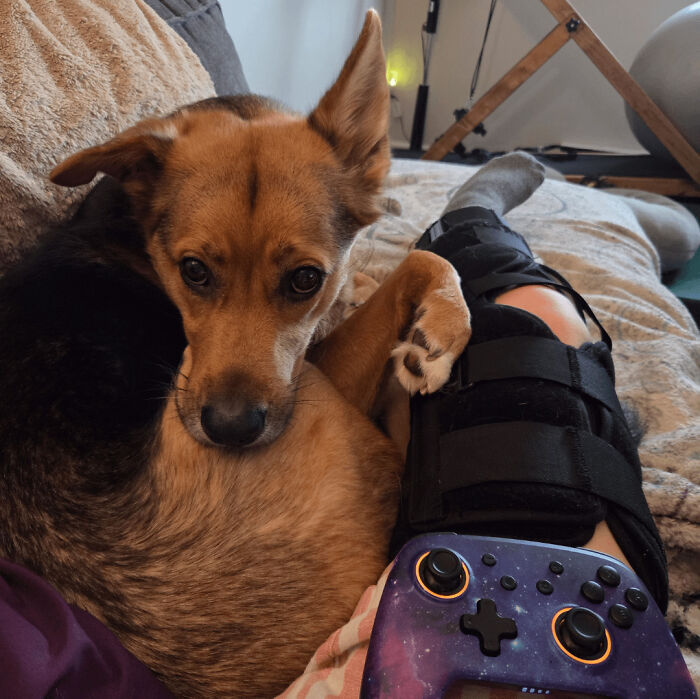 “Toby The 80-Year-Man Trapped In A Chihuahua Body”: 81 Hilarious Dogs Being Their Goofy Selves “Toby The 80-Year-Man Trapped In A Chihuahua Body”: 81 Hilarious Dogs Being Their Goofy Selves