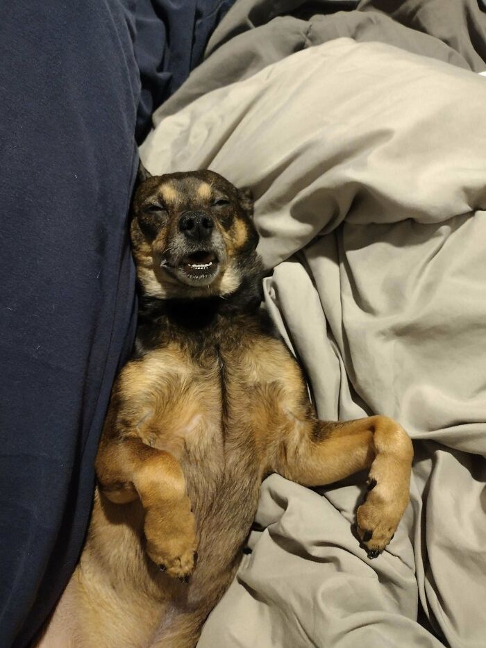 “Toby The 80-Year-Man Trapped In A Chihuahua Body”: 81 Hilarious Dogs Being Their Goofy Selves “Toby The 80-Year-Man Trapped In A Chihuahua Body”: 81 Hilarious Dogs Being Their Goofy Selves