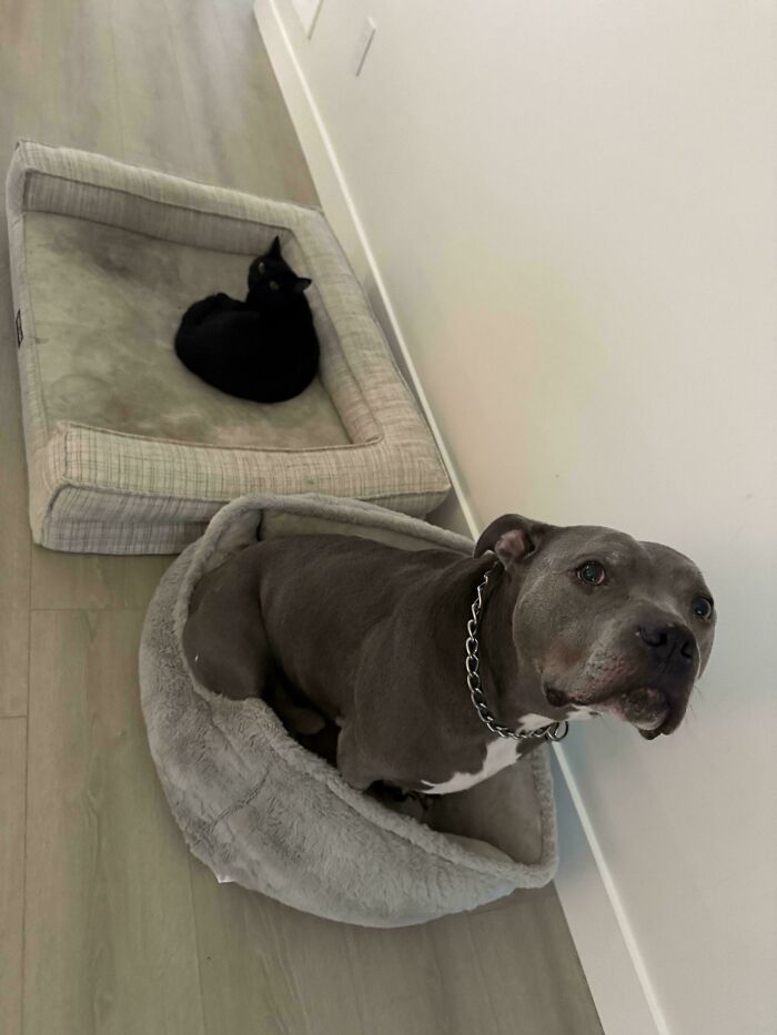 “Toby The 80-Year-Man Trapped In A Chihuahua Body”: 81 Hilarious Dogs Being Their Goofy Selves “Toby The 80-Year-Man Trapped In A Chihuahua Body”: 81 Hilarious Dogs Being Their Goofy Selves