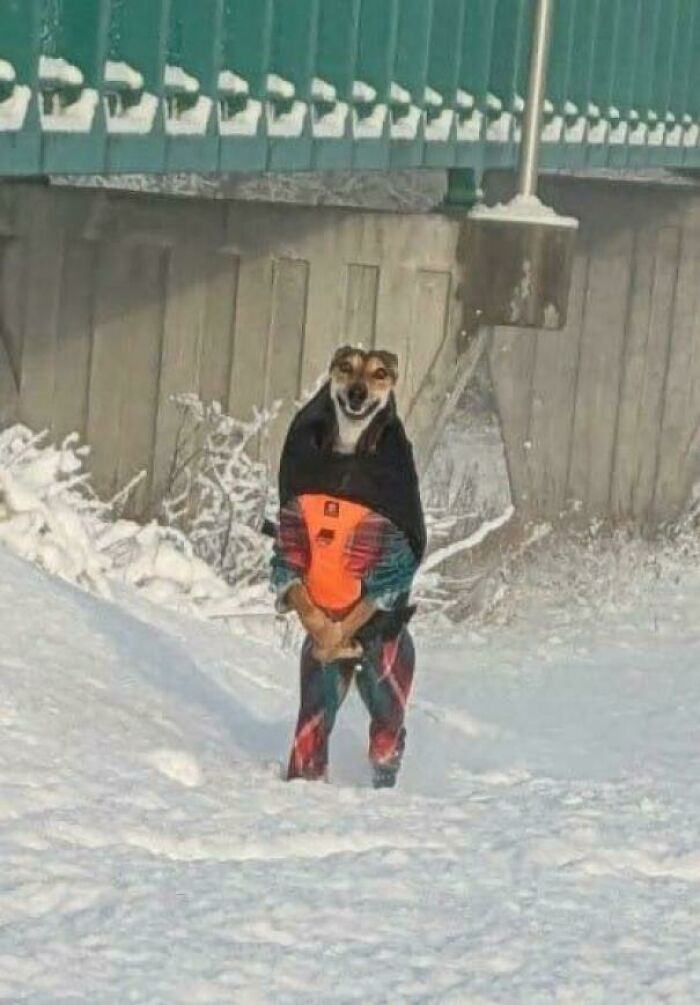 “Toby The 80-Year-Man Trapped In A Chihuahua Body”: 81 Hilarious Dogs Being Their Goofy Selves “Toby The 80-Year-Man Trapped In A Chihuahua Body”: 81 Hilarious Dogs Being Their Goofy Selves