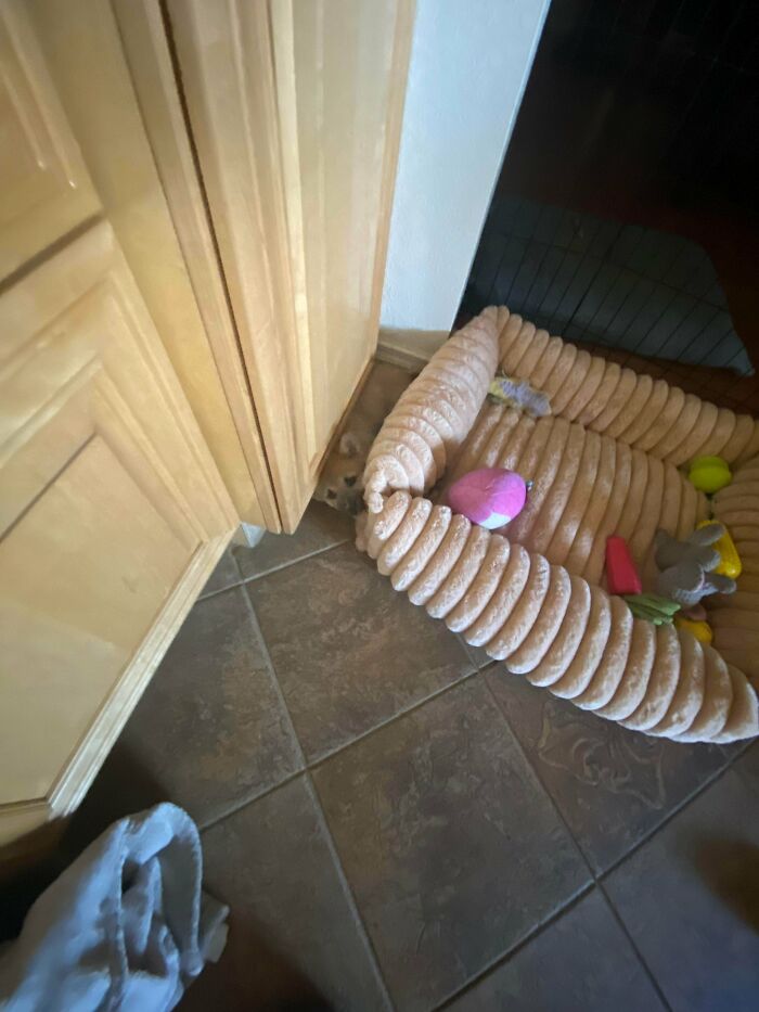 “Toby The 80-Year-Man Trapped In A Chihuahua Body”: 81 Hilarious Dogs Being Their Goofy Selves “Toby The 80-Year-Man Trapped In A Chihuahua Body”: 81 Hilarious Dogs Being Their Goofy Selves