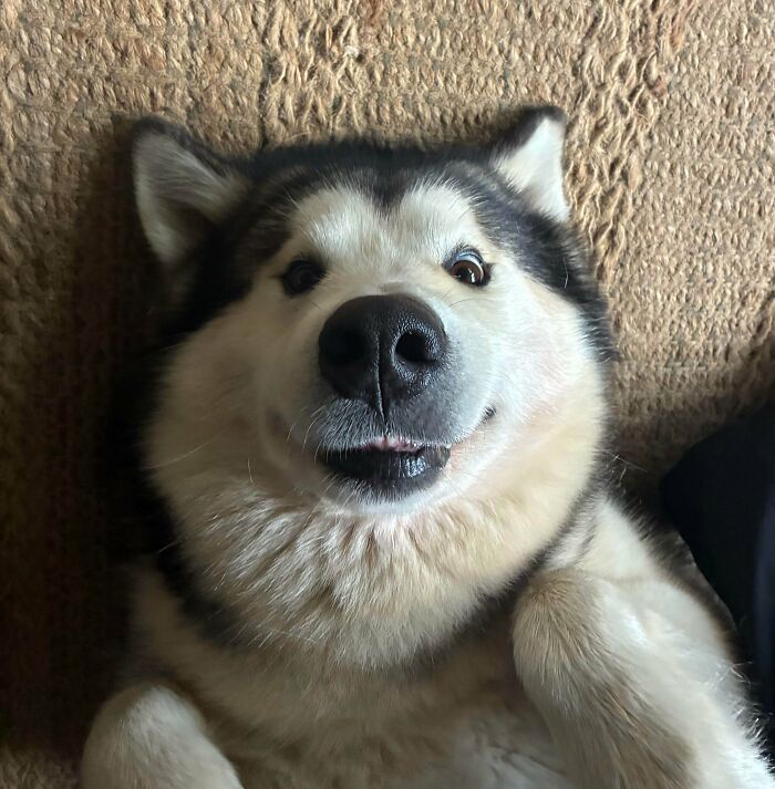 “Toby The 80-Year-Man Trapped In A Chihuahua Body”: 81 Hilarious Dogs Being Their Goofy Selves “Toby The 80-Year-Man Trapped In A Chihuahua Body”: 81 Hilarious Dogs Being Their Goofy Selves