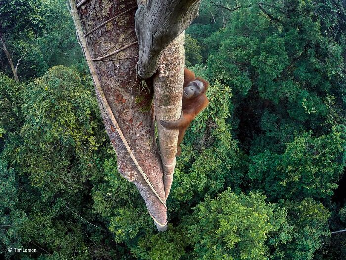 40 Incredible Photos Awarded In Previous Years Of The Wildlife Photographer Of The Year Contest