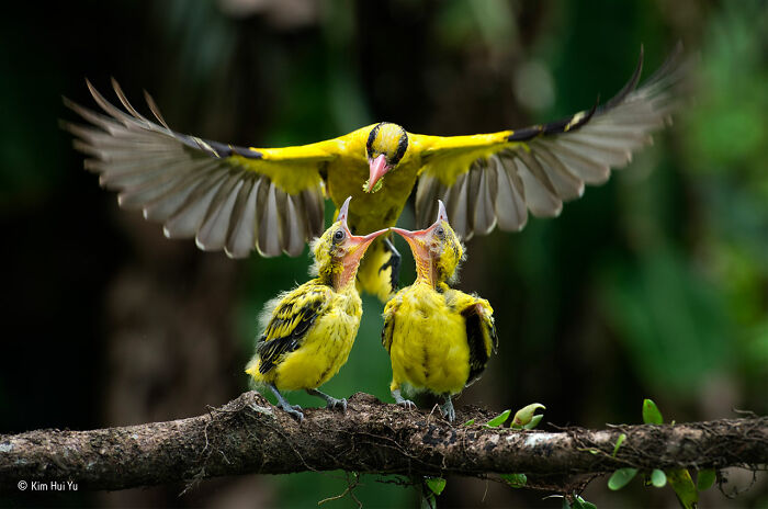 40 Incredible Photos Awarded In Previous Years Of The Wildlife Photographer Of The Year Contest