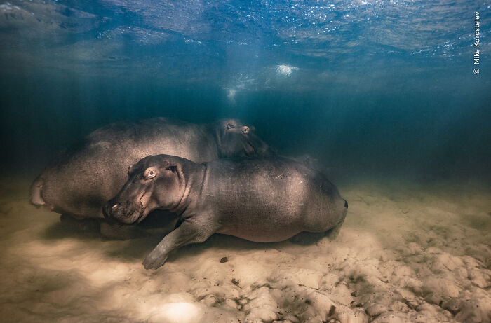 40 Incredible Photos Awarded In Previous Years Of The Wildlife Photographer Of The Year Contest