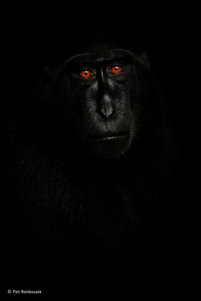 40 Incredible Photos Awarded In Previous Years Of The Wildlife Photographer Of The Year Contest