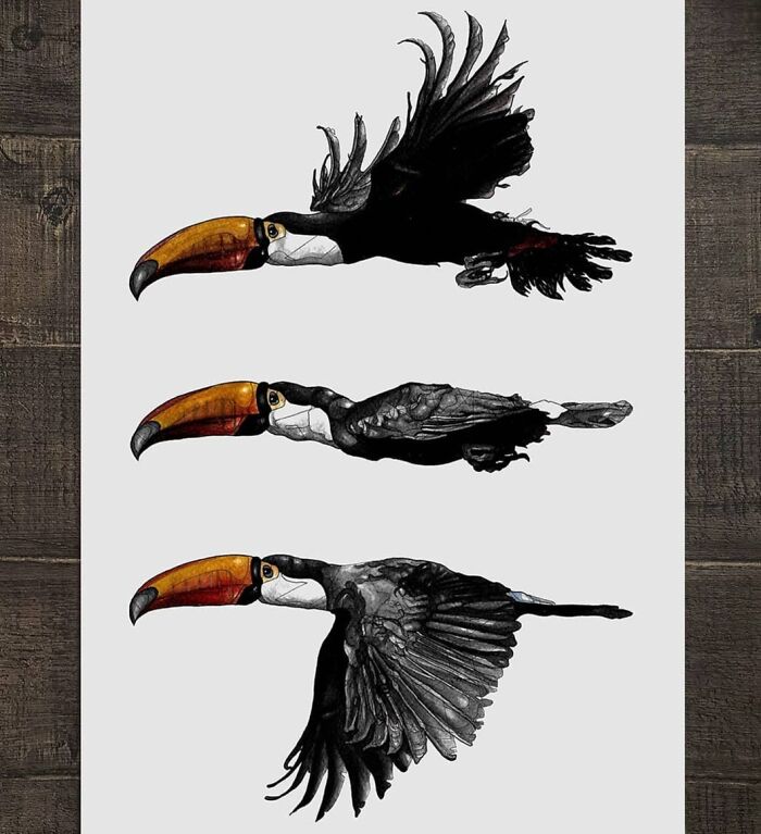 This Artist Turns Wildlife Into Hyper-Detailed Pencil Sketches, And Here Are 34 Of The Best Ones This Artist Turns Wildlife Into Hyper-Detailed Pencil Sketches, And Here Are 34 Of The Best Ones