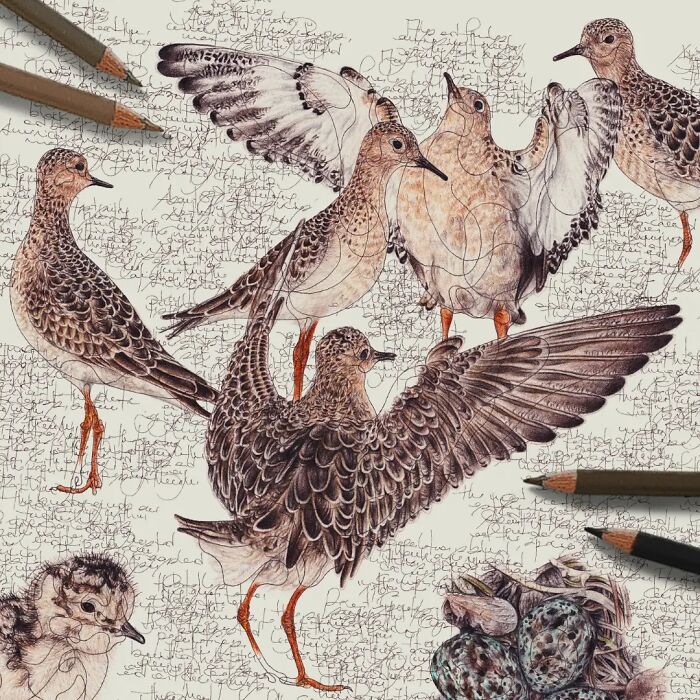 This Artist Turns Wildlife Into Hyper-Detailed Pencil Sketches, And Here Are 34 Of The Best Ones This Artist Turns Wildlife Into Hyper-Detailed Pencil Sketches, And Here Are 34 Of The Best Ones