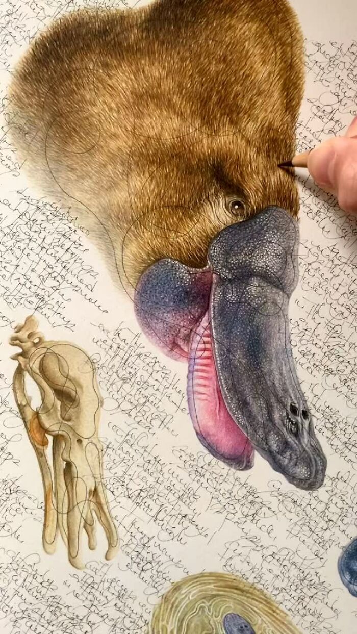 This Artist Turns Wildlife Into Hyper-Detailed Pencil Sketches, And Here Are 34 Of The Best Ones This Artist Turns Wildlife Into Hyper-Detailed Pencil Sketches, And Here Are 34 Of The Best Ones