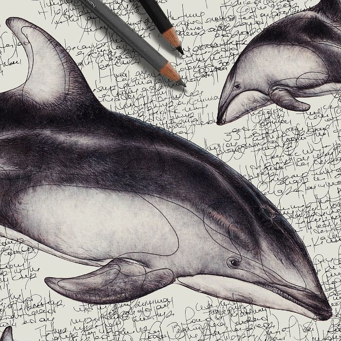 This Artist Turns Wildlife Into Hyper-Detailed Pencil Sketches, And Here Are 34 Of The Best Ones This Artist Turns Wildlife Into Hyper-Detailed Pencil Sketches, And Here Are 34 Of The Best Ones