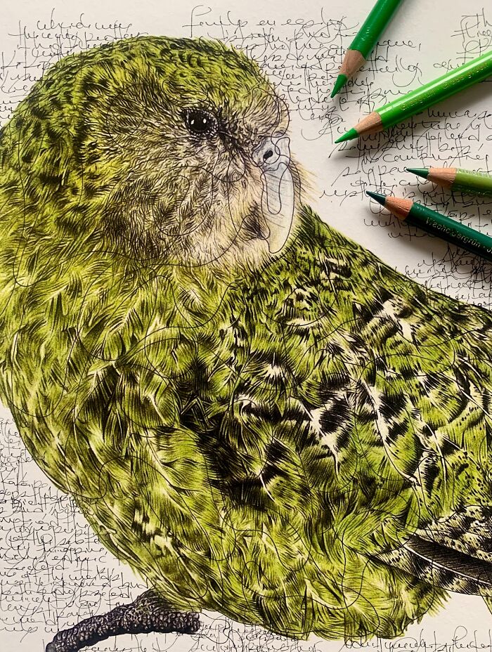 This Artist Turns Wildlife Into Hyper-Detailed Pencil Sketches, And Here Are 34 Of The Best Ones This Artist Turns Wildlife Into Hyper-Detailed Pencil Sketches, And Here Are 34 Of The Best Ones