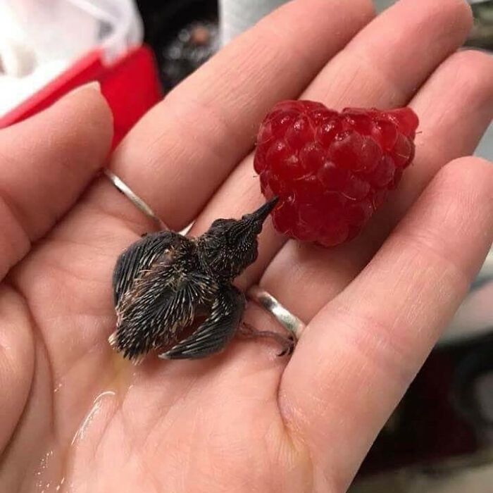 This Instagram Page Shares The Cutest “Smol” Animals, And Here Are 60 Of The Best Pics This Instagram Page Shares The Cutest “Smol” Animals, And Here Are 60 Of The Best Pics