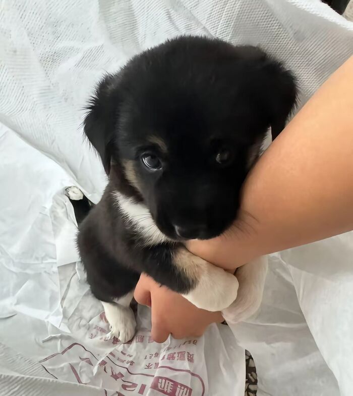 This Instagram Page Shares The Cutest “Smol” Animals, And Here Are 60 Of The Best Pics This Instagram Page Shares The Cutest “Smol” Animals, And Here Are 60 Of The Best Pics