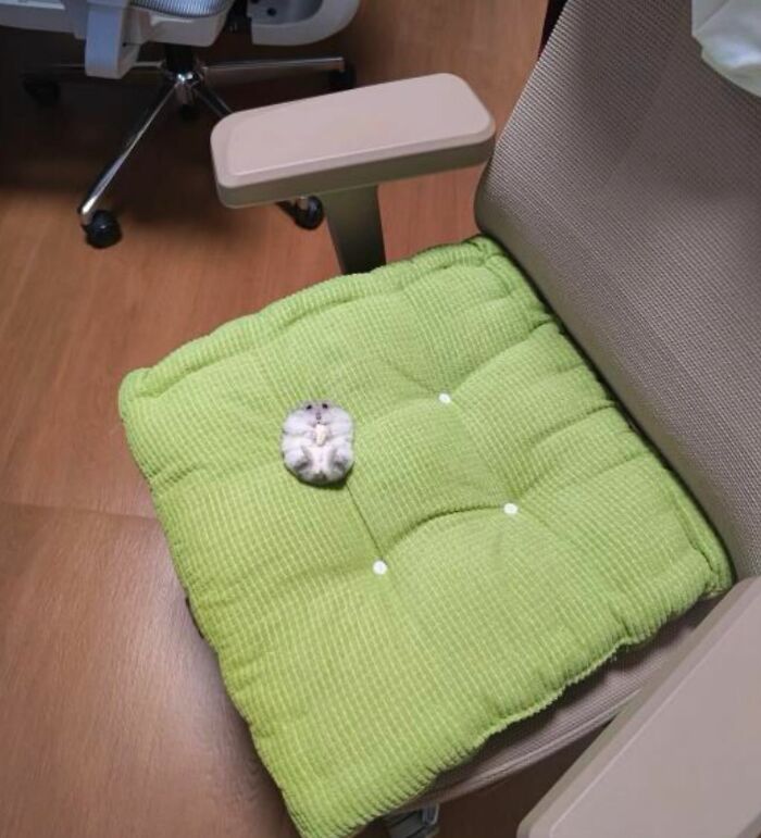 This Instagram Page Shares The Cutest “Smol” Animals, And Here Are 60 Of The Best Pics This Instagram Page Shares The Cutest “Smol” Animals, And Here Are 60 Of The Best Pics