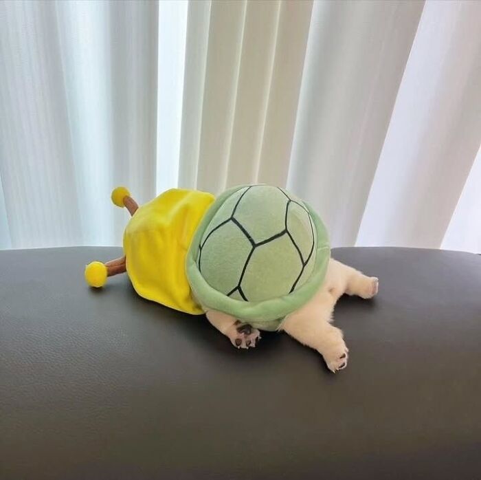 This Instagram Page Shares The Cutest “Smol” Animals, And Here Are 60 Of The Best Pics This Instagram Page Shares The Cutest “Smol” Animals, And Here Are 60 Of The Best Pics