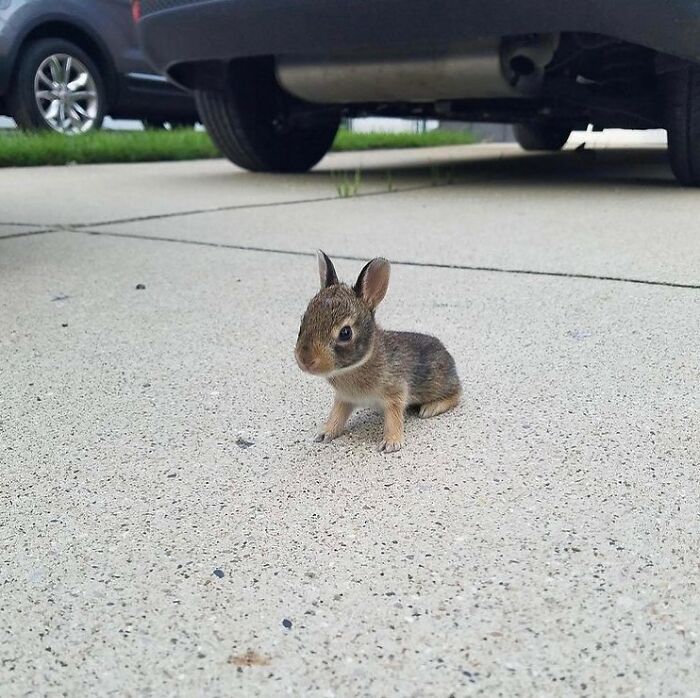 This Instagram Page Shares The Cutest “Smol” Animals, And Here Are 60 Of The Best Pics This Instagram Page Shares The Cutest “Smol” Animals, And Here Are 60 Of The Best Pics